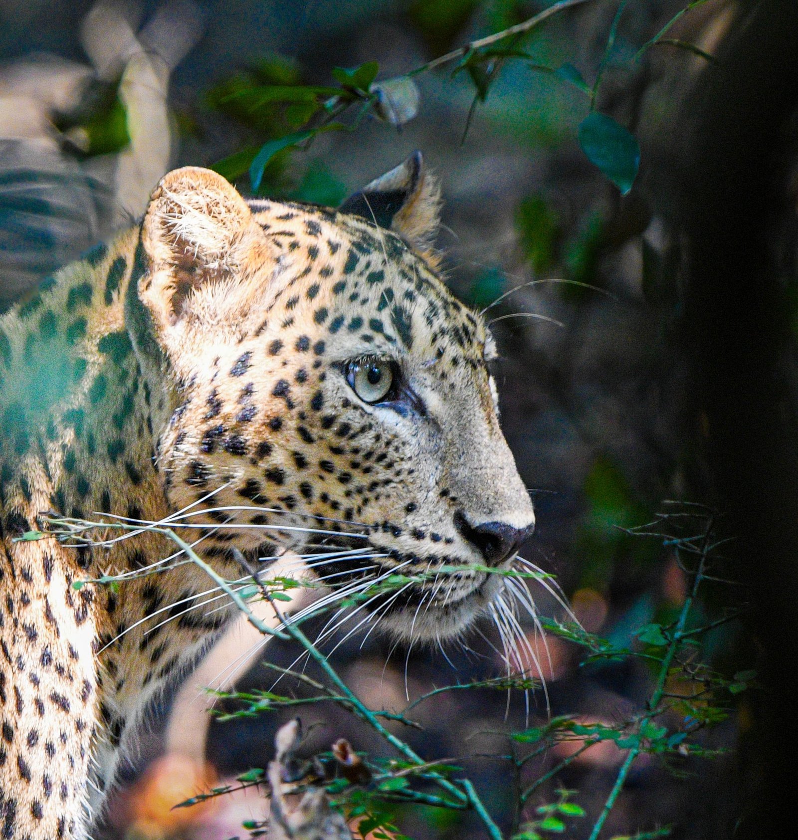 Wilpattu National Park Safari